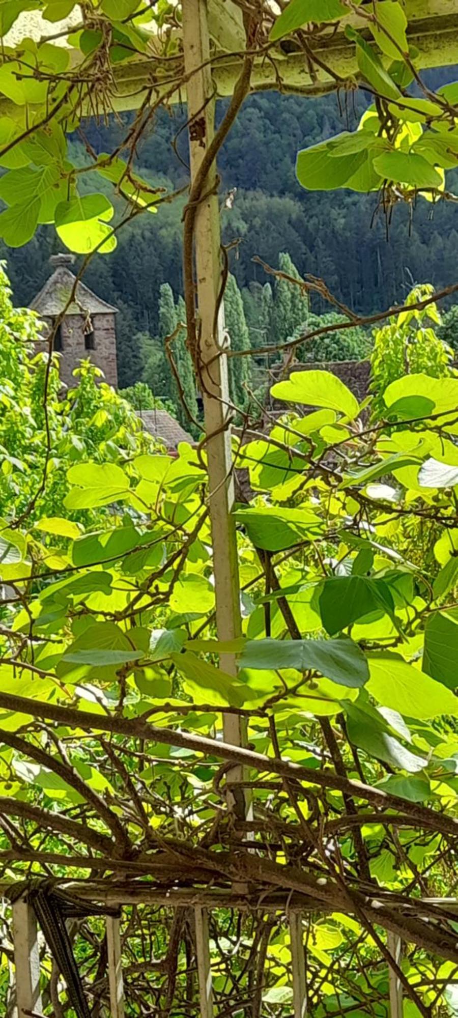 & Les Loges Du Capucin * Kaysersberg-Vignoble